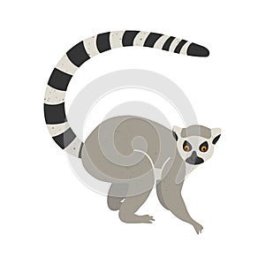 Cute funny lemur on an isolated white background.