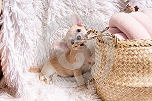 Cute and funny Light chihuahua puppy playing on living room`s and gnaw Wicker basket at white background.