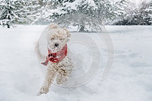 Cute and funny little dog with red scarf playing and jumping in the snow.