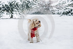 Cute and funny little dog with red scarf playing and jumping in the snow.