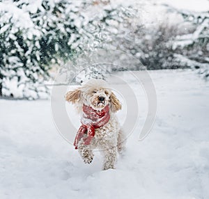 Cute and funny little dog with red scarf playing in the snow. Happy puddle puppy having fun with snowflakes