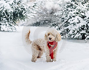 Cute and funny little dog with red scarf playing in the snow. Happy puddle puppy having fun with snowflakes