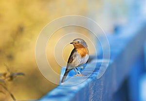 Cute, funny little orange bird Robin sitting on a wooden fence