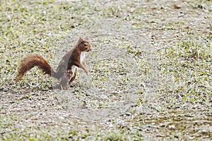 Cute and funny little red squirrel in a lawn