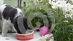 Cute and funny, little spotted puppy, greedily eating out of a bowl