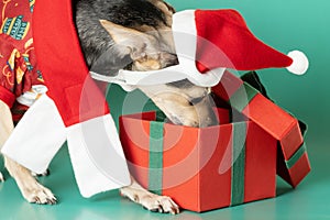 Cute funny little toy terrier in christmas clothes looking for a present in a gift box