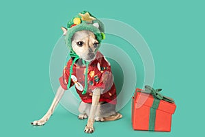 Cute funny little toy terrier in a hat christmas tree looks at the gift box