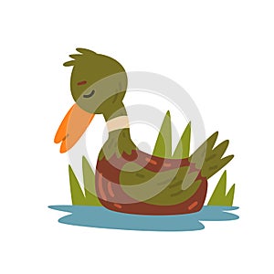 Cute Funny Male Mallard Duckling Cartoon Character Swimming in Lake and Sleeping Vector Illustration