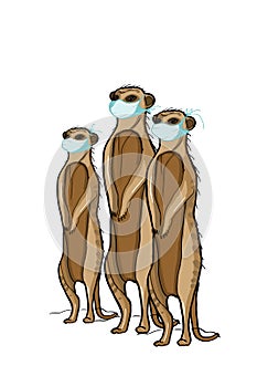 Cute funny meerkats standing and taking face masks for to be healthy.Protection pandemic, covid-19.Text everything will be fine.Br