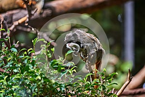 Cute funny monkey. Emperor tamarin monkey with big mustache