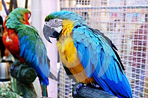 Cute Funny parrot stand  At A Pet Store