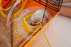 Cute funny pearl hamster feeding in cage, closeup