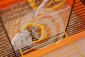 Cute funny pearl hamster feeding in cage, closeup