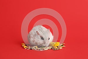 Cute funny pearl hamster feeding on red background