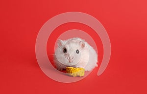 Cute funny pearl hamster feeding on red background, space for text