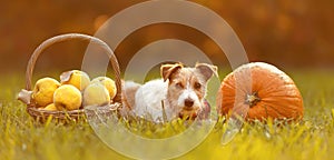 Cute funny pet dog looking with autumn fall quince apples and pumpkin