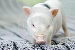 Cute funny pig standing on a blanket