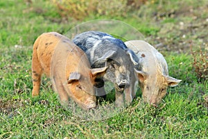 Cute funny pigs on farm