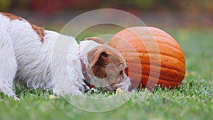 Cute funny playful pet dog puppy chewing a pumpkin, happy thanksgiving concept