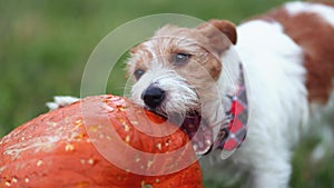 Cute funny playful pet dog puppy chewing a pumpkin, happy thanksgiving concept