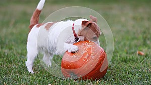 Cute funny playful pet dog puppy chewing a pumpkin, happy thanksgiving concept