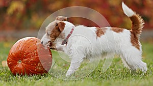 Cute funny playful pet dog puppy playing and chewing a pumpkin, halloween, fall or happy thanksgiving concept