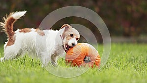 Cute funny playful pet dog puppy playing with a pumpkin, halloween, fall or happy thanksgiving concept