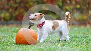 Cute funny playful pet dog puppy running to a pumpkin, halloween, fall or happy thanksgiving concept
