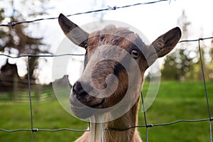 Cute and Funny Portrait of a Goat in a Farm.