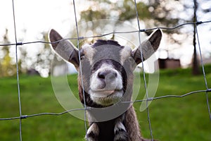 Cute and Funny Portrait of a Goat in a Farm.