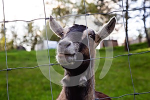 Cute and Funny Portrait of a Goat in a Farm.