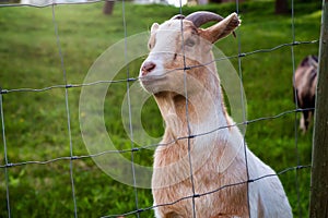 Cute and Funny Portrait of a Goat in a Farm.