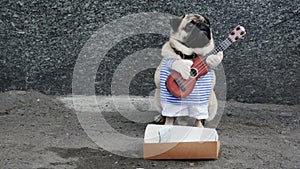 Cute funny pug dog earning with playing music on guitar on the city street