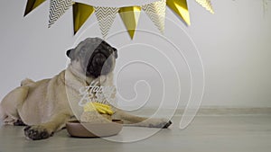 Cute funny pug dog with festive party hat and birthday cake with candle lies on the floor