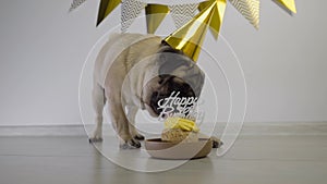 Cute funny pug dog with festive party hat and birthday cake with candle lies on the floor