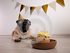 Cute funny pug dog with festive party hat and birthday cake with candle lies on the floor