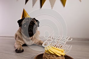 Cute funny pug dog with festive party hat and birthday cake with candle lies on the floor