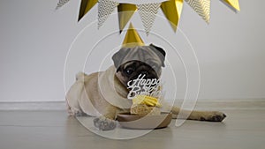 Cute funny pug dog with festive party hat and birthday cake with candle lies on the floor