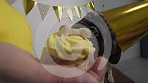 Cute funny pug dog with festive party hat eating birthday cake. Celebrating pet birthday at home