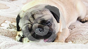 Cute funny pug dog gnaws and eating bone at home, doggy delicious treat