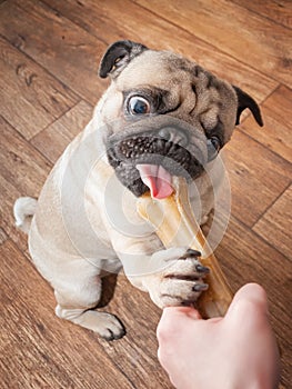 A cute and funny pug dog keeps his favorite dainty bone and chews it with pleasure.