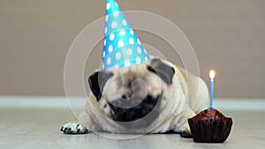 Cute funny pug dog with party hat and birthday cake with candle