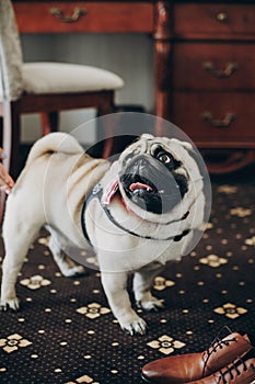 Cute funny pug dog with pink bow tie looking at morning preparations of family before wedding ceremony. Pets at wedding day