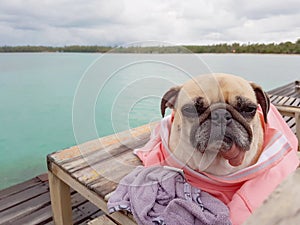 Cute funny pug dog relaxing, resting, or sleeping at the sea beach, under the cloudy day on the pier bridge wrapped with human cl