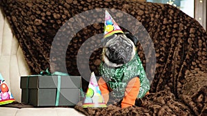 A cute funny pug in a festive cap celebrates his first birthday