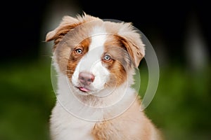 Cute funny puppy Australian Shepherd