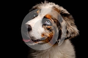 Cute funny puppy Australian Shepherd dog shows tongue