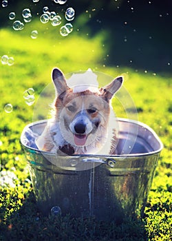Cute funny puppy dog standing in a metal basin washed on the street in the summer on a hot Sunny day with shiny soap bubbles and