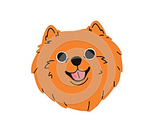 Cute funny puppy head of Spitz breed. Happy smiling companion dog, lovely little pup portrait. Canine face, hairy muzzle