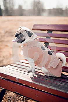 Cute funny puppy pug dog sitting on a park bench outdoors with open mouth and showing tangue